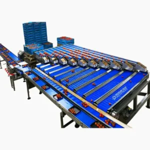 Fruit Sorting Conveyor Belt